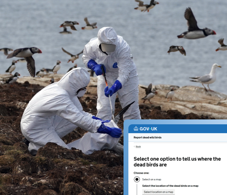 Report dead wild birds service showing the choice to select a location on a map